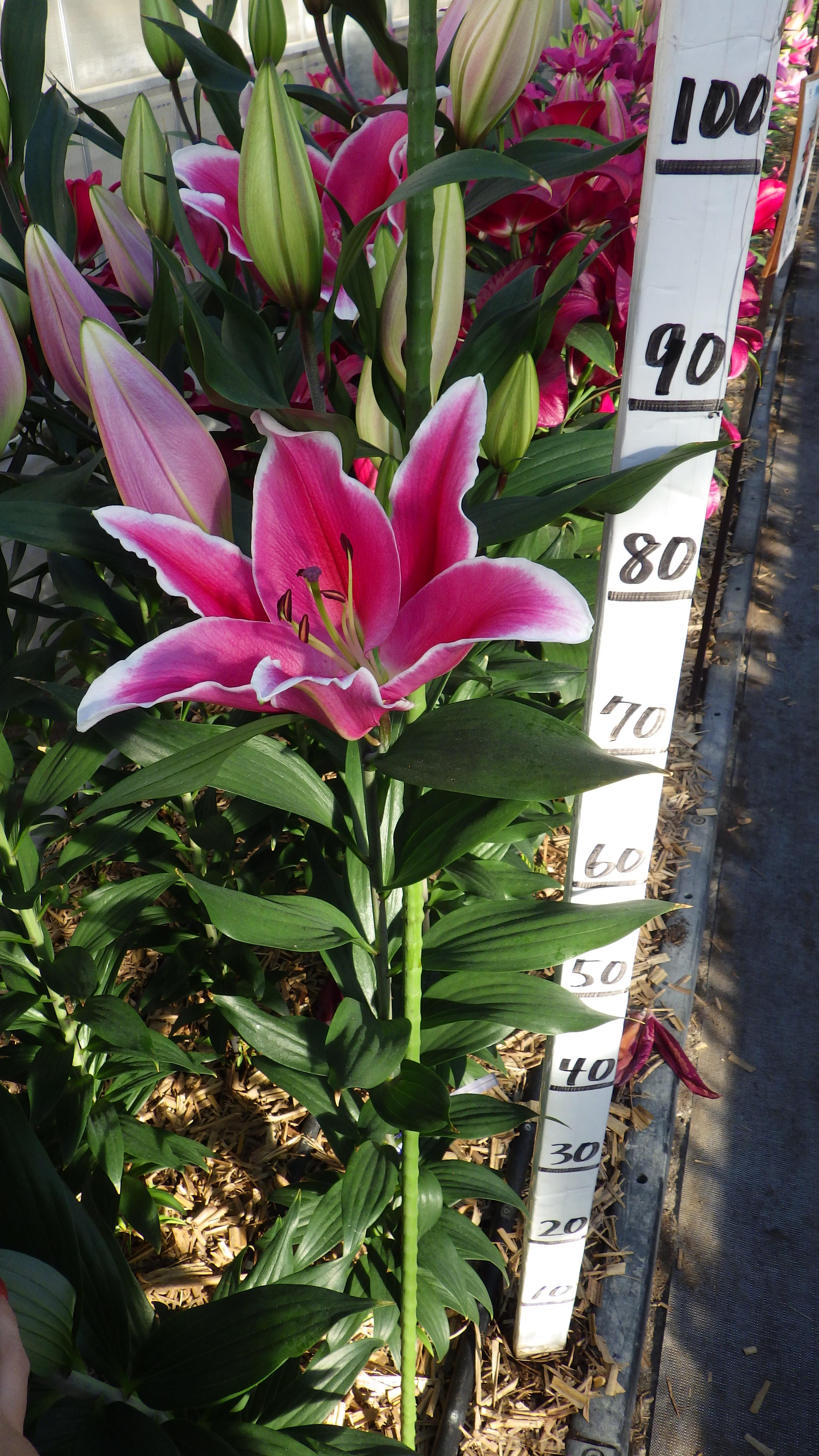 リバーエッジ（花粉無し）